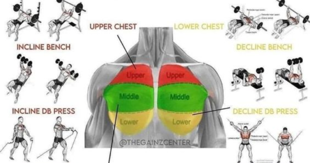 how many chest workouts should i do